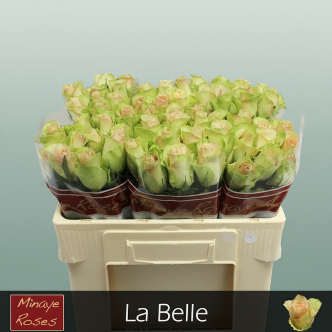 Rose La Belle