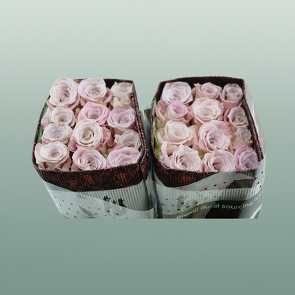 Rose Faith