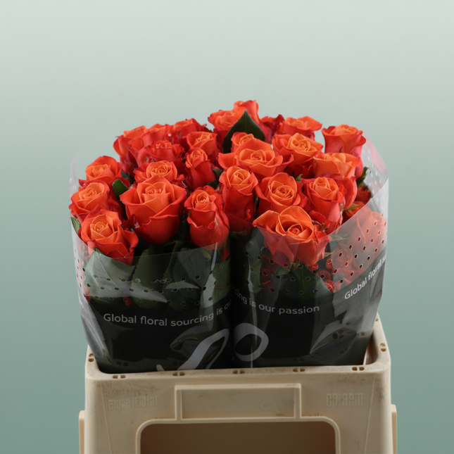 Rose Orange Crush