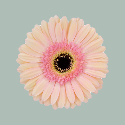 Gerbera Alliance (15 Stems)