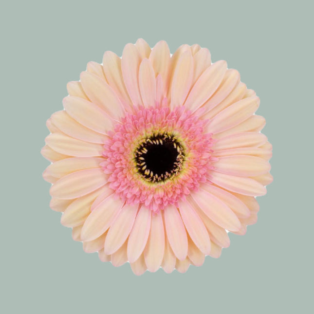 Gerbera Alliance (15 Stems)