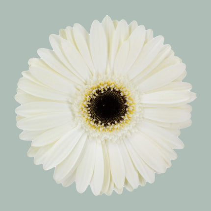 Gerbera White House (15 Stems)