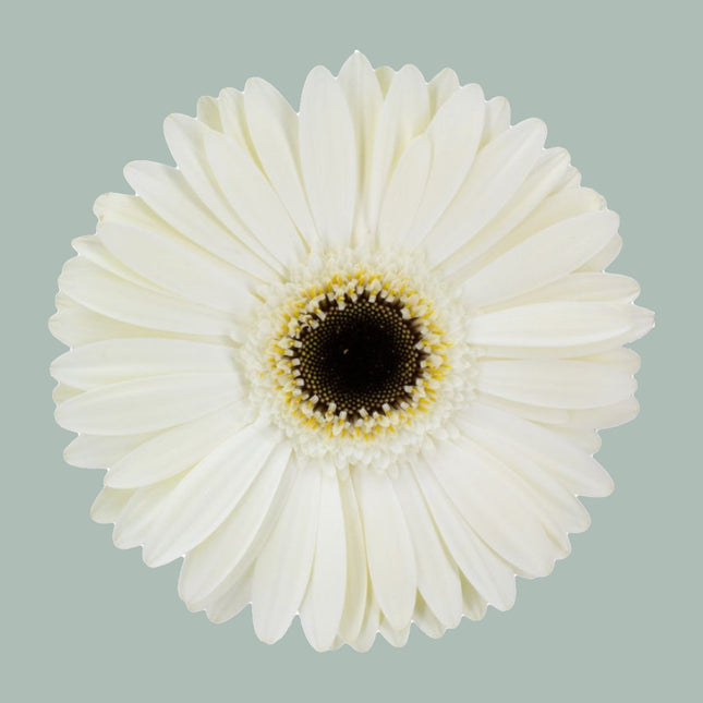 Gerbera White House (15 Stems)