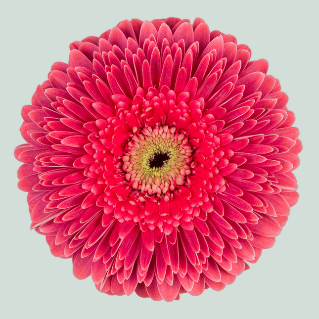 Gerbera Big Sija (15 Stems)