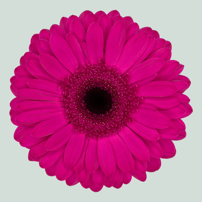 Gerbera Bon Dia (15 Stems)