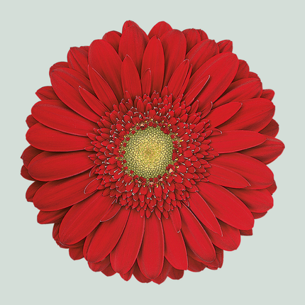 Gerbera Carambole (15 Stems)