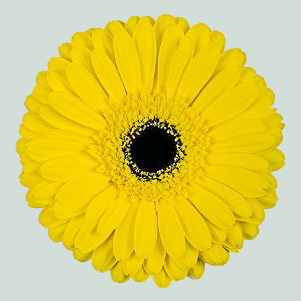 Gerbera Don Leo (15 Stems)