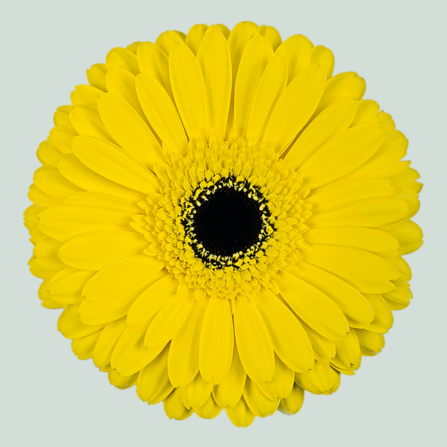 Gerbera Don Leo (15 Stems)