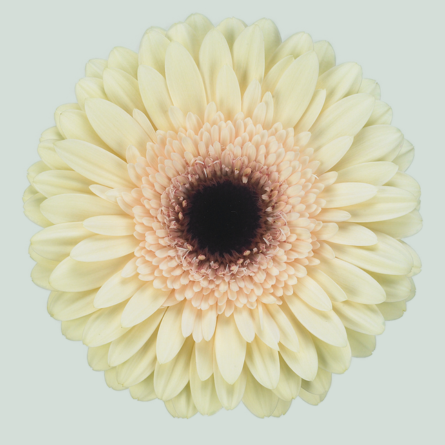 Gerbera Eclair (15 Stems)