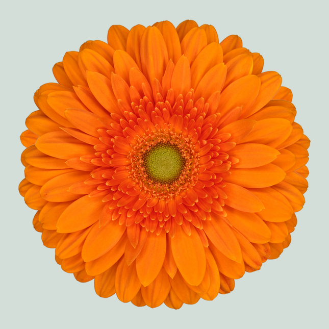 Gerbera Eureka (15 Stems)