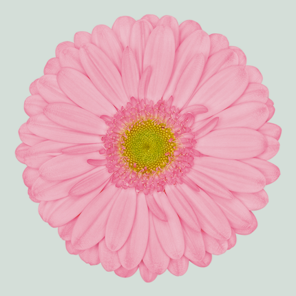 Gerbera Evi (15 Stems)