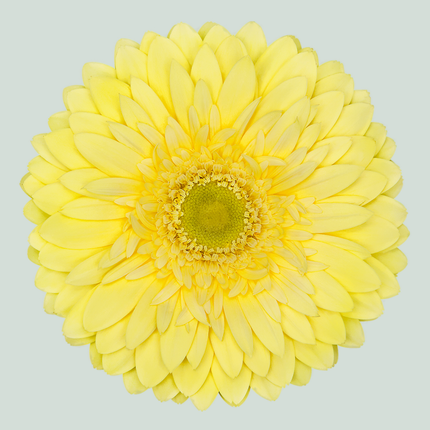 Gerbera Full Moon (15 Stems)