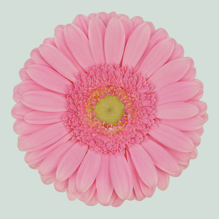 Gerbera Glossy (15 Stems)