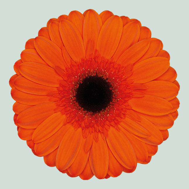 Gerbera Prestige (15 Stems)