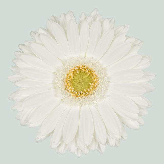 Gerbera Romance (15 Stems)