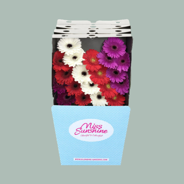 Germini Dream Mix Christmas