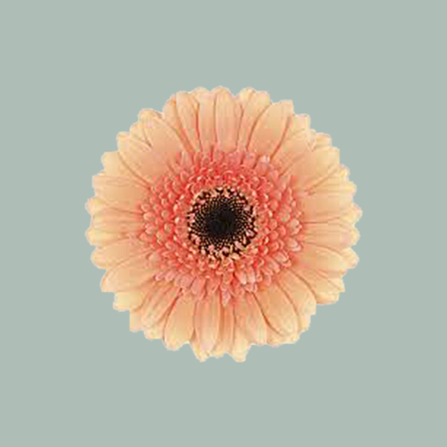 Germini Cookies 'n Cream (20 Stems)
