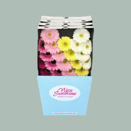 Germini Dream Mix Sweet Dream