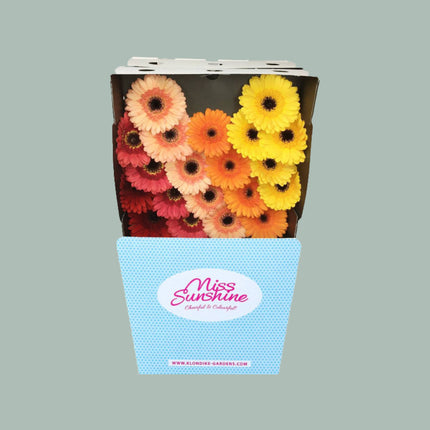 Germini Dream Mix Indian Summer