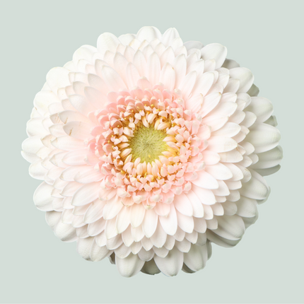 Germini Gerponi Sweetness (20 Stems)