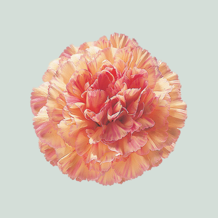 Carnation Standard Gioia (20 Stems)