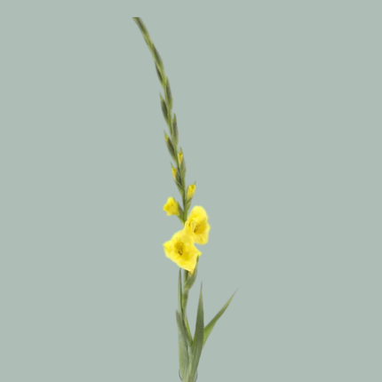 Gladioli Bananrama (20 Stems)