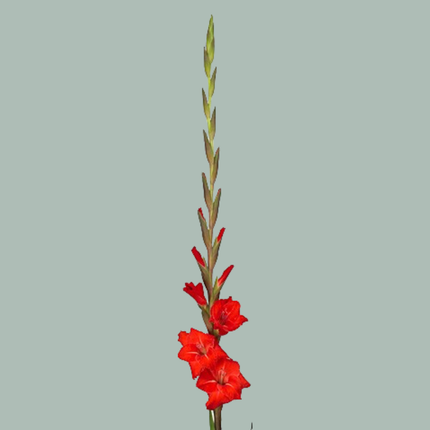 Gladioli Dvorsjak (20 Stems)
