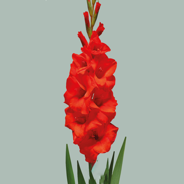 Gladioli Hunting Song (20 Stems)