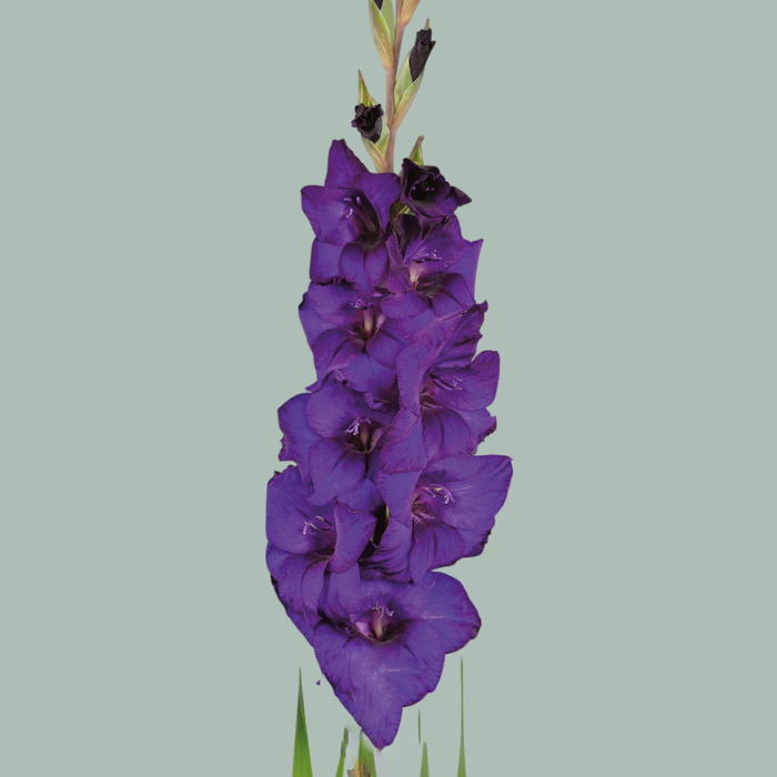 Gladioli Purple Wholesalers Choice