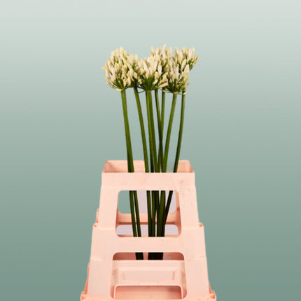 Agapanthus Gletsjer (10 Stems)