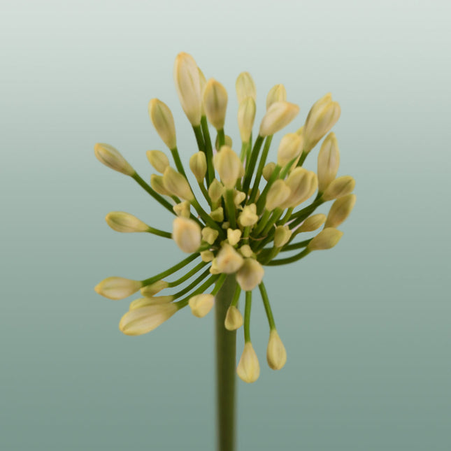 Agapanthus Gletsjer (10 Stems)
