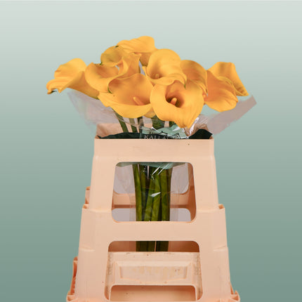 Calla GoldCup (10 Stems)
