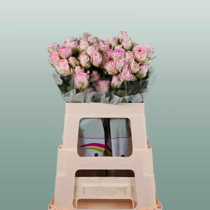 Rose Good Mood (Spray) (10 Stems)