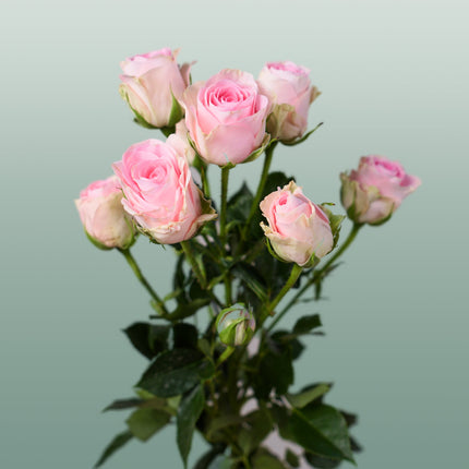 Rose Good Mood (Spray) (10 Stems)