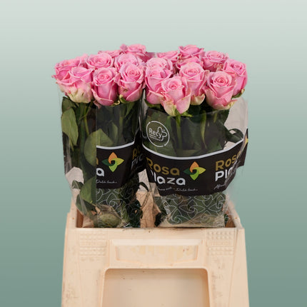 Rose Heaven!