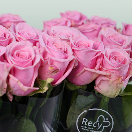 Rose Heaven!