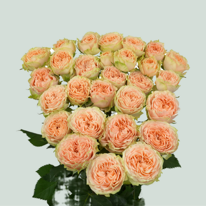 Spray Rose Holly