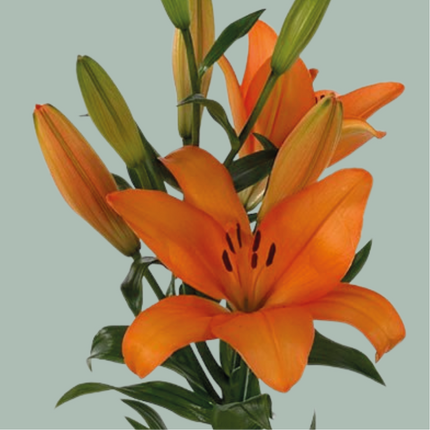 Lily Mixed Box (40 Stems)