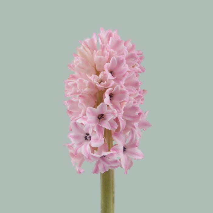 Pink Hyacinth ‘Fondant’ Cut Flowers – 30cm Stems