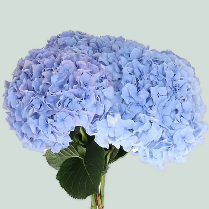 Hydrangea Challenge (10 Stems)