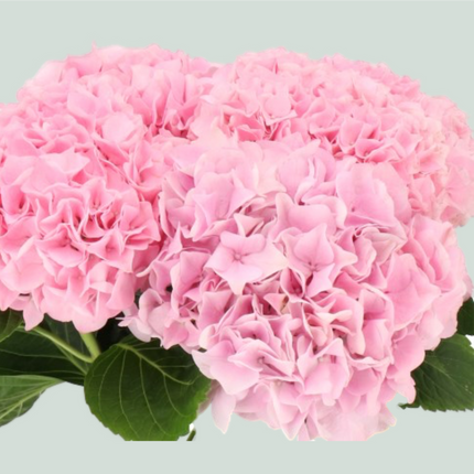 Hydrangea Magical Pink Floyd (10 Stems)
