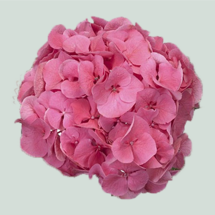 Hydrangea Sibilla (10 Stems)