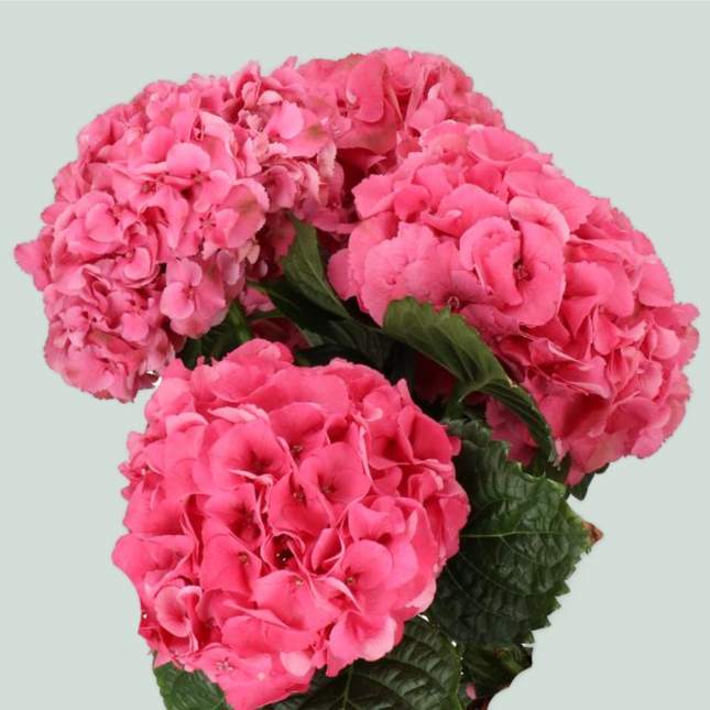 Hydrangea Sibilla Red (10 Stems)