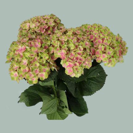 Hydrangea Magical Amethyst Pink (10 Stems)