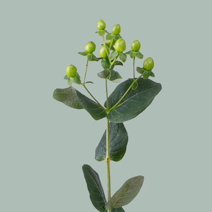 Hypericum Coco Bamboo (30 Stems)