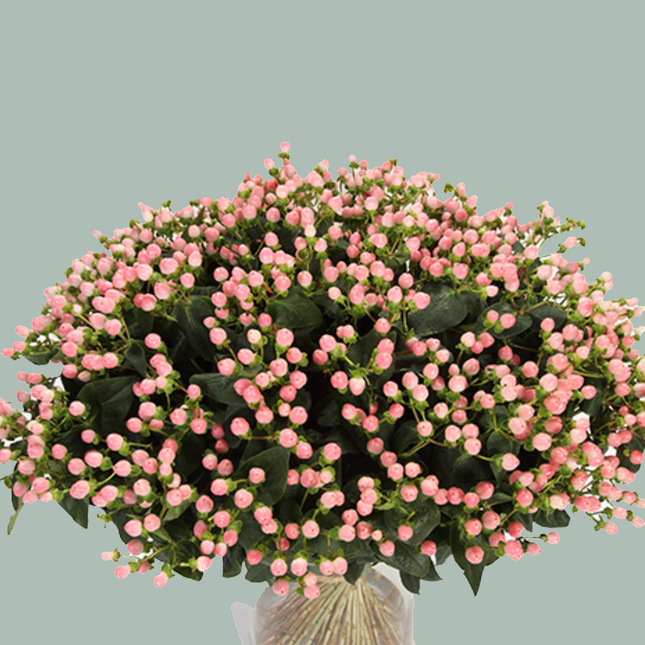 Hypericum Coco Casino (30 Stems)