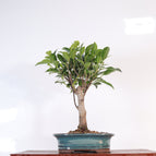 Blue Oval Pot (Representative Image)