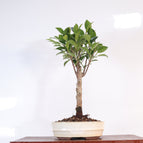 White Oval Pot (Representative Image)