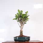 Green Oval Pot (Representative Image)