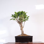 Black Rectangle Pot (Representative Image)